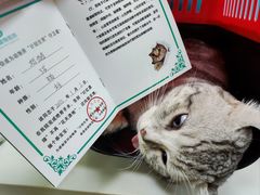 -乖乖宠物医院·猫科·急重症中心(车站北路分院)