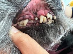 -宠福鑫康馨动物医院·骨科·眼科