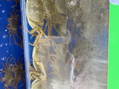 -阳澄湖大闸蟹·琼灵阁牌品牌连锁(吴中总店)