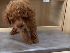 -宠福鑫康馨动物医院·骨科·眼科