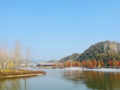 -千年银杏谷文化旅游区
