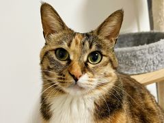 -艾贝尔宠物医院·24H转诊中心·肿瘤猫专科(江宁双龙店)