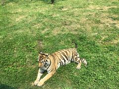 -上海野生动物园