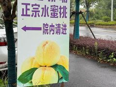 -南汇新场正宗水蜜桃采摘