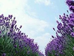 -北京东方普罗旺斯薰衣草庄园