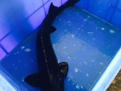 -荣德灶台鱼(圣泉寺店)