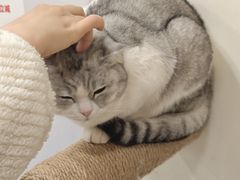 -共舞时光猫咖·狗咖(新街口店)