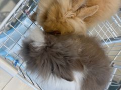 -怪兽屋·羊驼·猫咖·狗咖(俊华广场店)