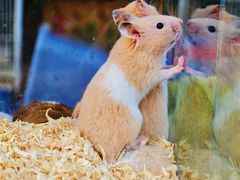 -溪岸路花鸟市场