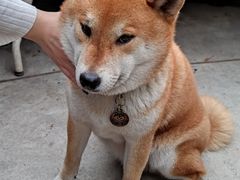 -柴犬高等学院·狗咖·柴犬售卖·宠物训练