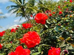 -亚龙湾国际玫瑰谷