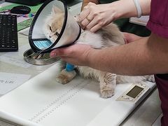 -瑞鹏宠物医院犬猫全科(真大分院)