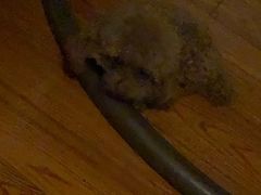 -HONGA HONGA雄家(曹路店)