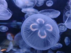 -芜湖新华联大白鲸海洋公园