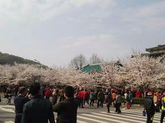 -武汉大学-樱园