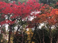 -徐家汇源景区-衡山公园