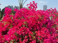 -光明小镇欢乐田园