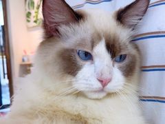 -喵喵咪呀布偶猫咖(春熙路店)