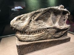 -自贡恐龙博物馆