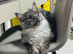 -老吴的猫·猫舍(新区店)