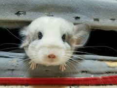 -瑞派·关忠动物医院·异宠专科·犬猫肿瘤·皮肤专科(望京店)