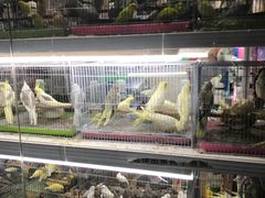 -花鸟鱼虫鲜花绿植市场(玉泉路店)