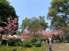 -南山植物园