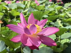 -莲花池公园