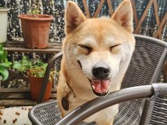 -柴犬高等学院·狗咖·柴犬售卖·宠物训练