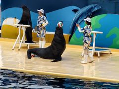 -秦皇岛乐岛海洋王国