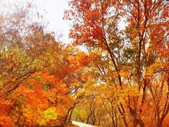 -北京西山国家森林公园