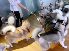 -Husky Go! 哈士奇体验馆·宠物咖啡厅狗咖