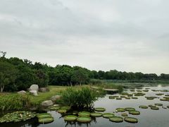 -荷塘月色湿地公园·向阳花洲