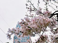 -西北湖绿化广场