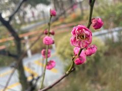 -无锡梅园公园