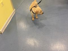 -瑞鹏宠物医院·爱宠堂·骨外专科(西荷分院)