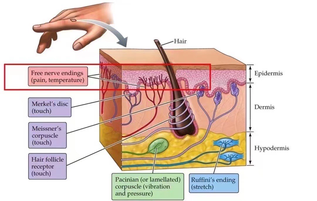 thymic corpuscle图片