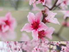 -中国天府农业博览园