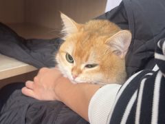 -北京观赏动物医院·24小时大型综合·猫专科·异宠专科