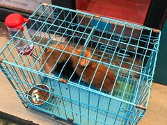 -瑞派动物医院·绝育·犬猫全科·预防医学(光景江南中店)