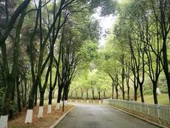 -铁山坪森林公园