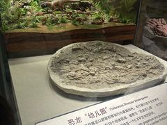 -辽宁古生物博物馆
