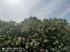 -上海滨江森林公园
