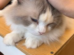-有喵·猫咖·狗咖·30几只猫10只小狗(岗厦店)