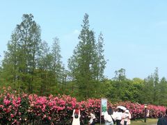 -习家池