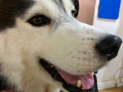 海参-Husky Go! 哈士奇体验馆·宠物咖啡厅狗咖