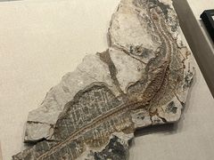 -辽宁古生物博物馆