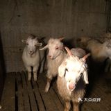 秋天里的第一支烤全羊