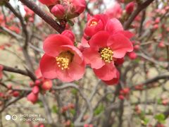 -郑州中国绿化博览园