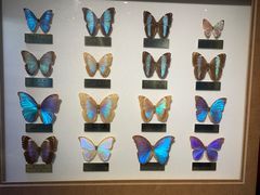 -上海昆虫博物馆